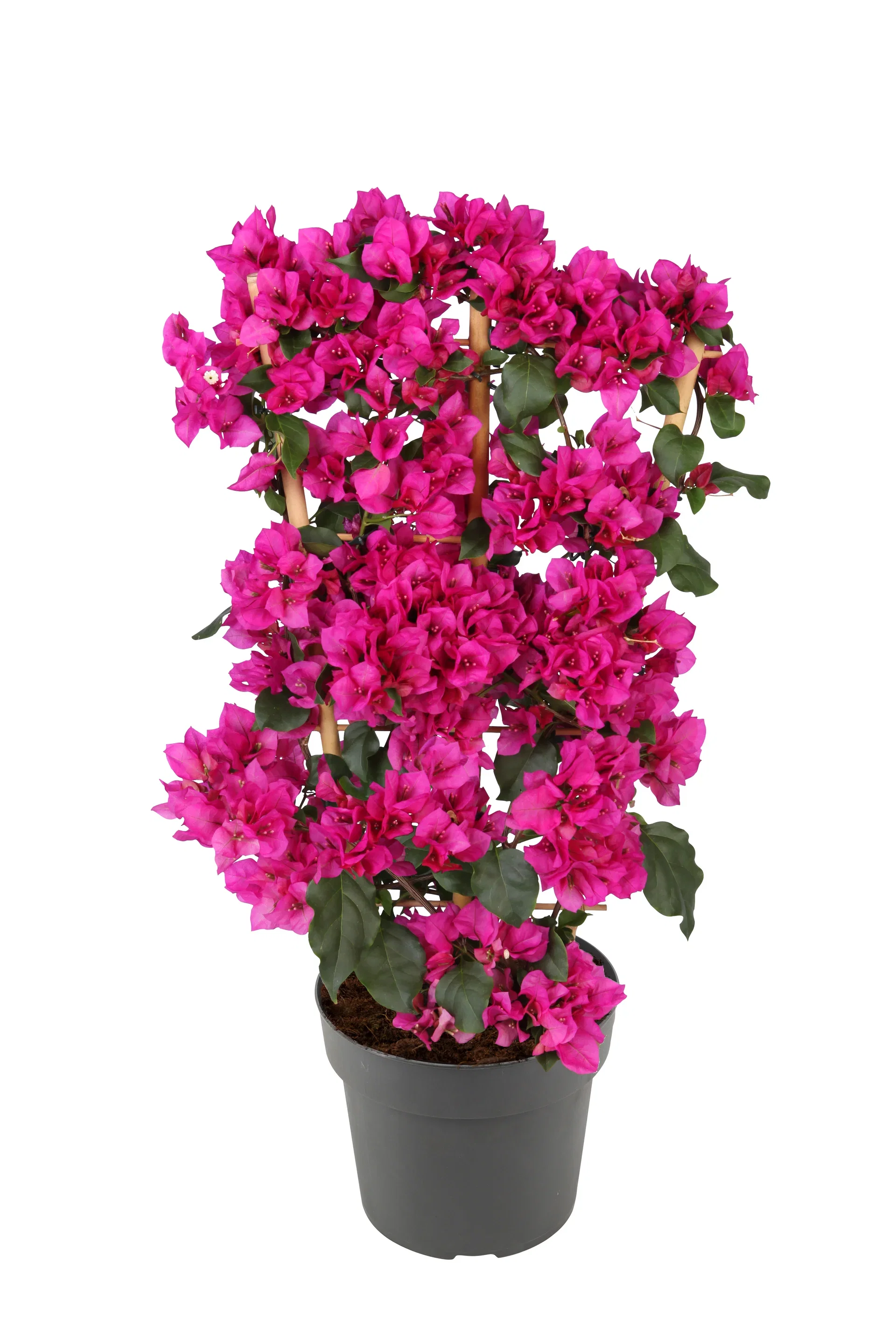 Bougainvillea 'Sanderiana' Spalier 23 cm Trillingblomst på espalier Ø23 cm