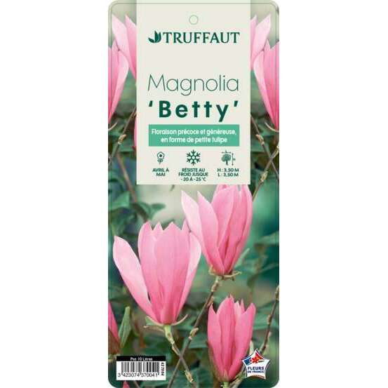 Magnolia x Betty : conteneur de 10 L