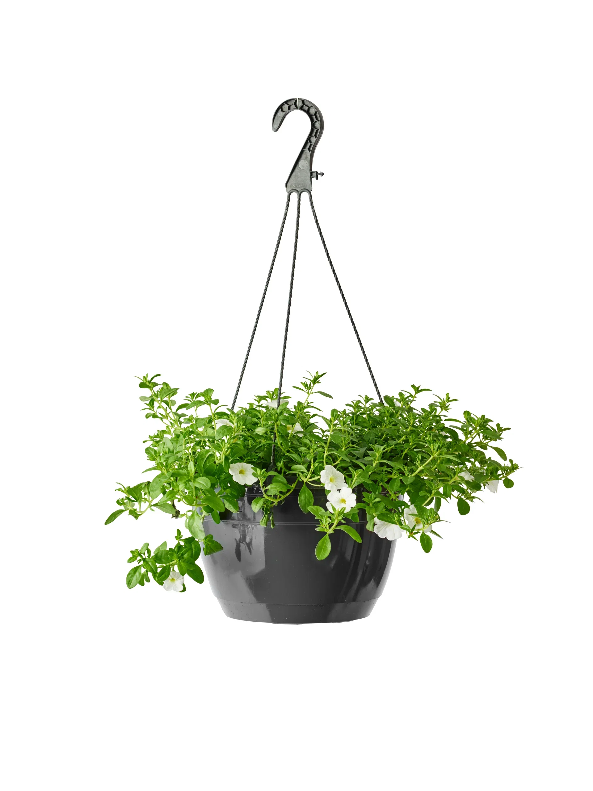 Calibrachoa White h. basket 25 cm Småpetunia i ampel Ø25 cm