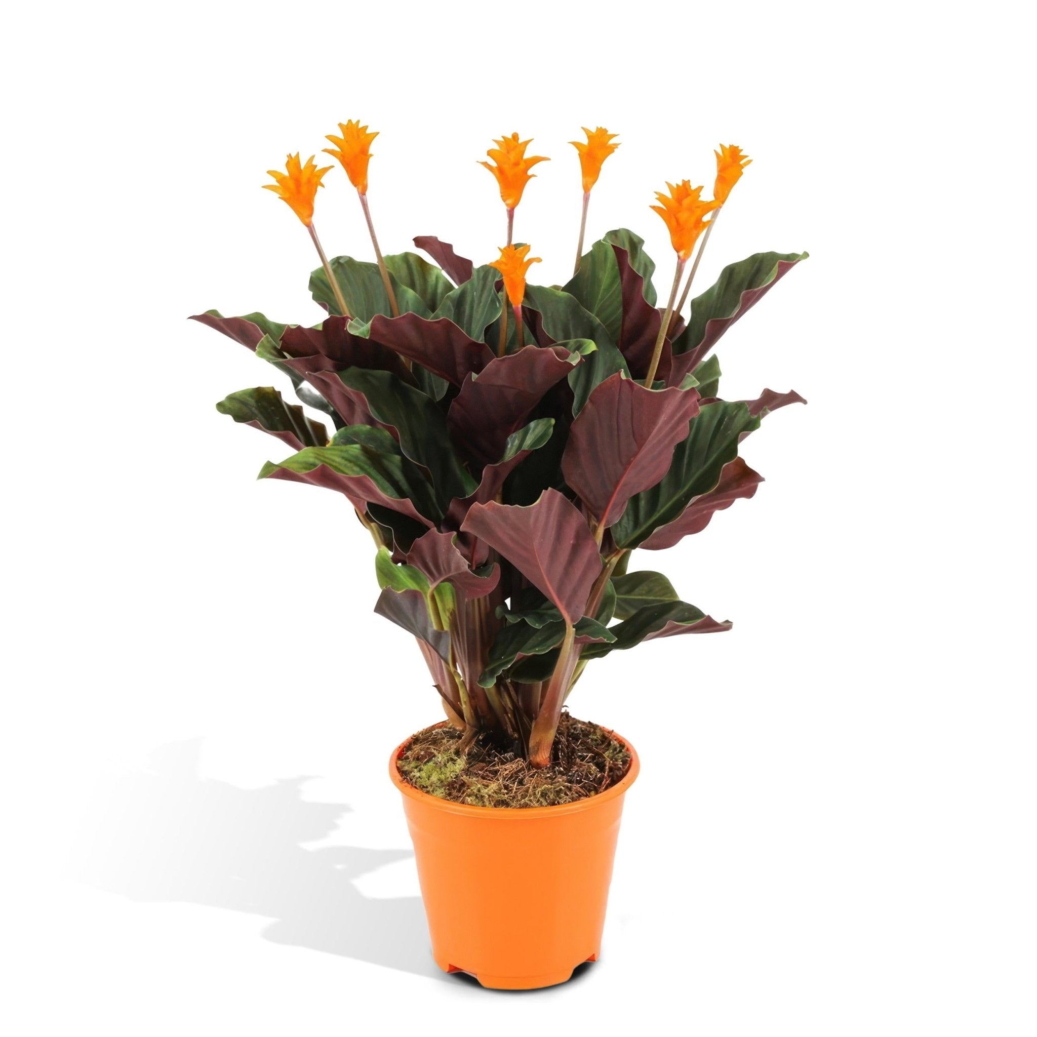 Plante d'intérieur - calathea crocata 40cm