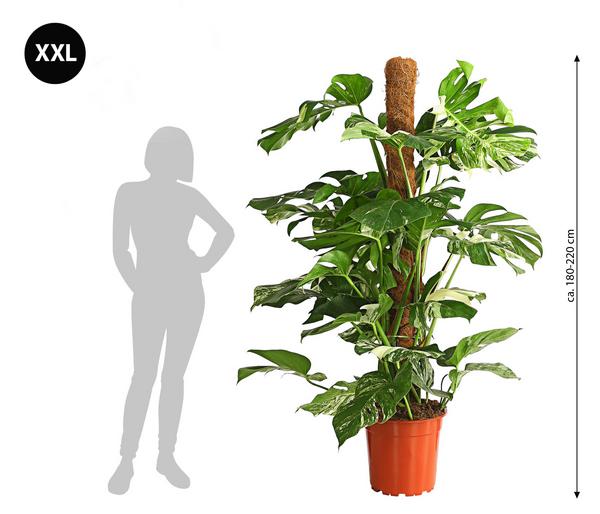 XXL Fensterblatt - Monstera deliciosa