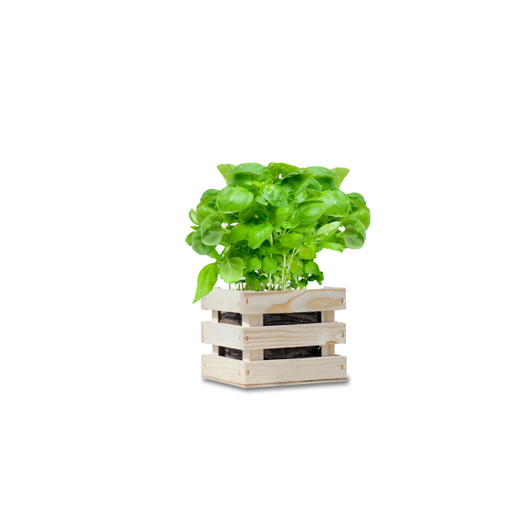 Baza Garden Box Bio Basilicum