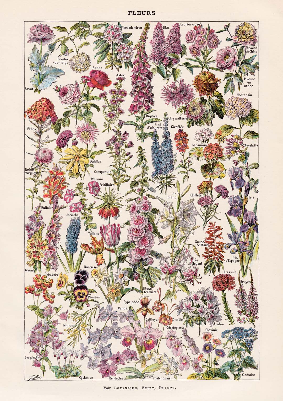 Fleur, der Klassiker Vintage Blumen von Adolphe Millot