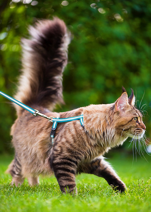 Kit sellerie pour chat bleu