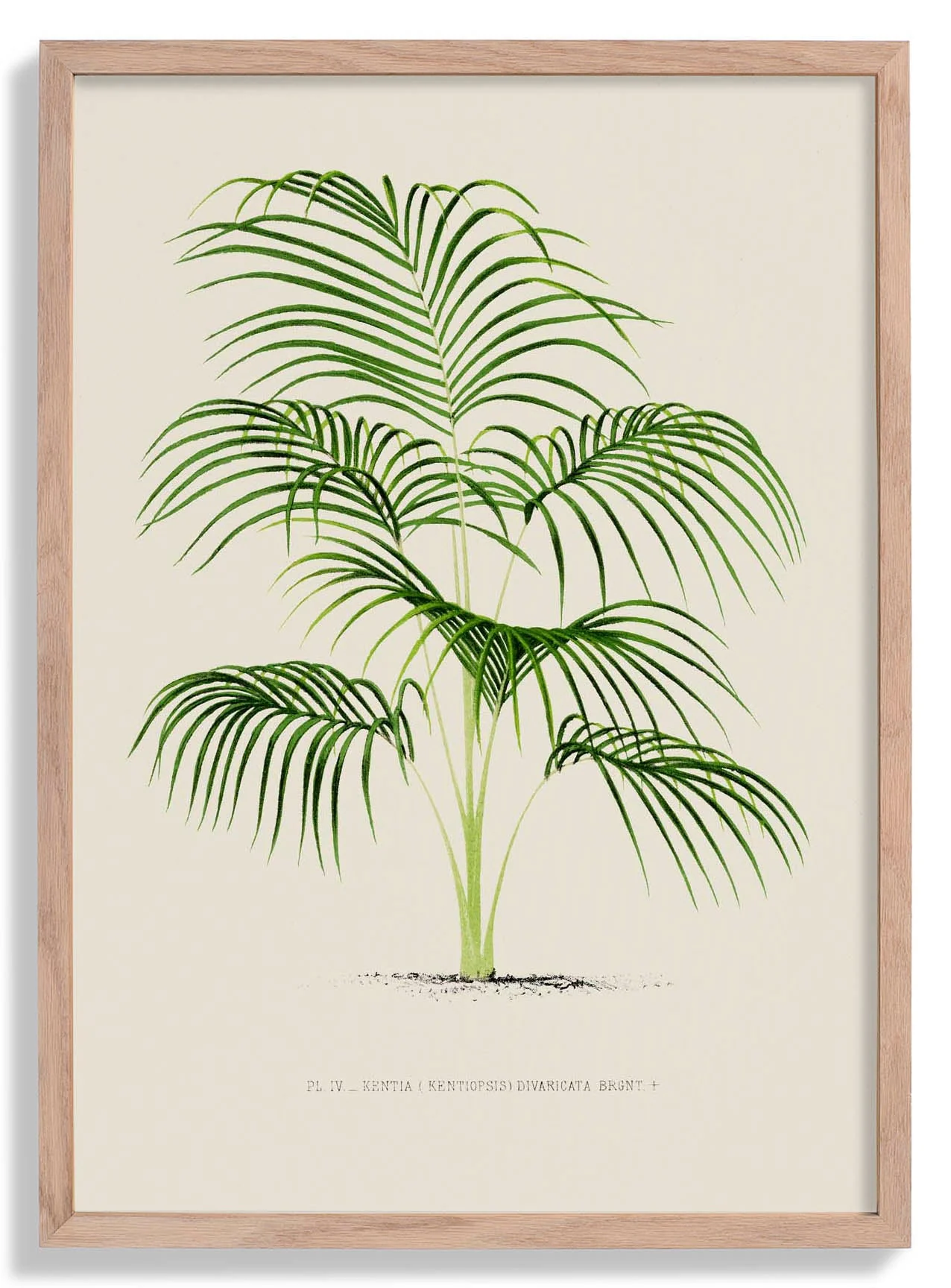 Kentia Divaricata Palm Tree Kunstdruck