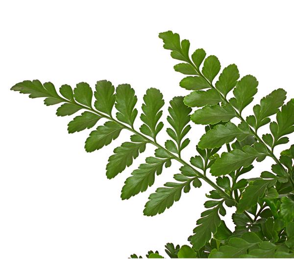 Streifenfarn - Asplenium dimorphum 'Parvati'