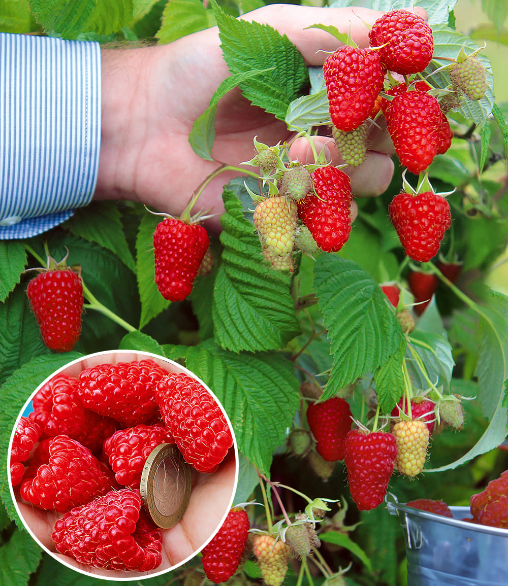 Riesenhimbeere Primeberry® Autumn Happy®