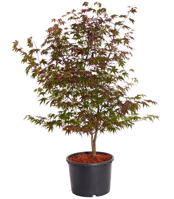 Roter Fächerahorn 'Atropurpureum'