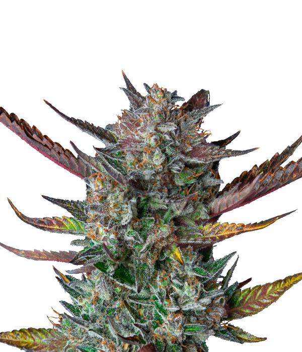 Bud Voyage Hanfsamen Loslassen Purple Punch, 3