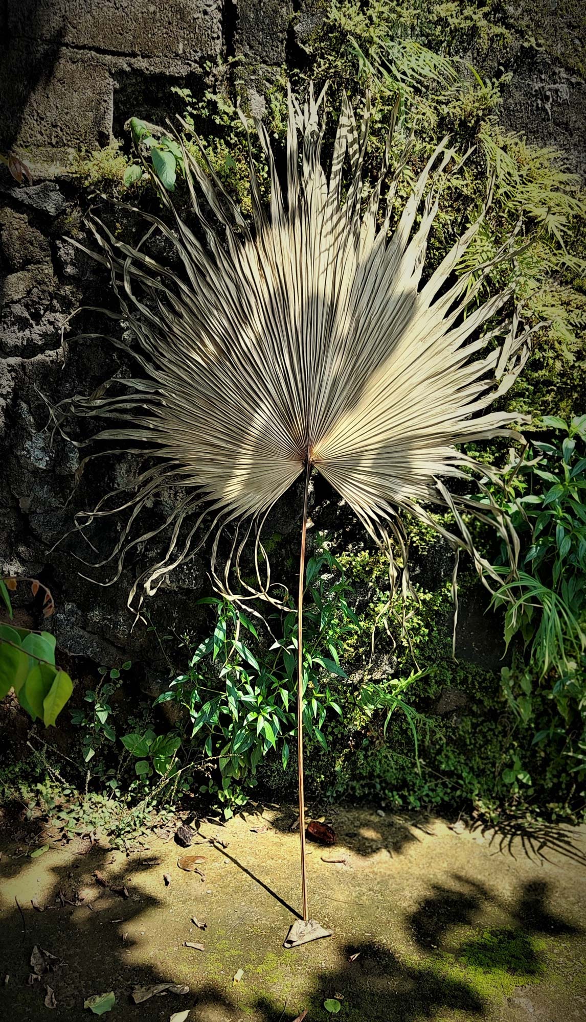 Palmenblatt natur, H 120 cm, B 60 cm von fischer's lagerhaus