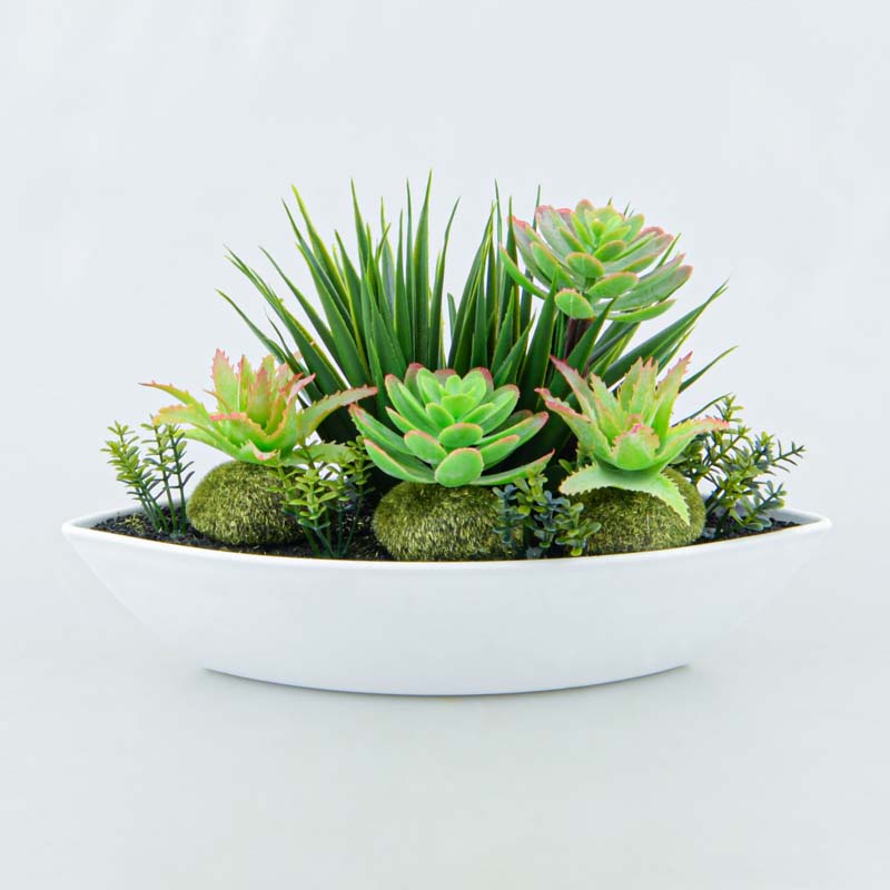 Succulente en pot