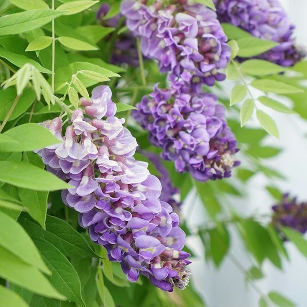 Glycine d amérique amethyst falls - wisteria frutescens 3l