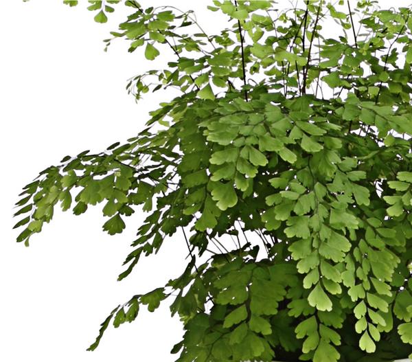 Frauenhaarfarn - Adiantum raddianum