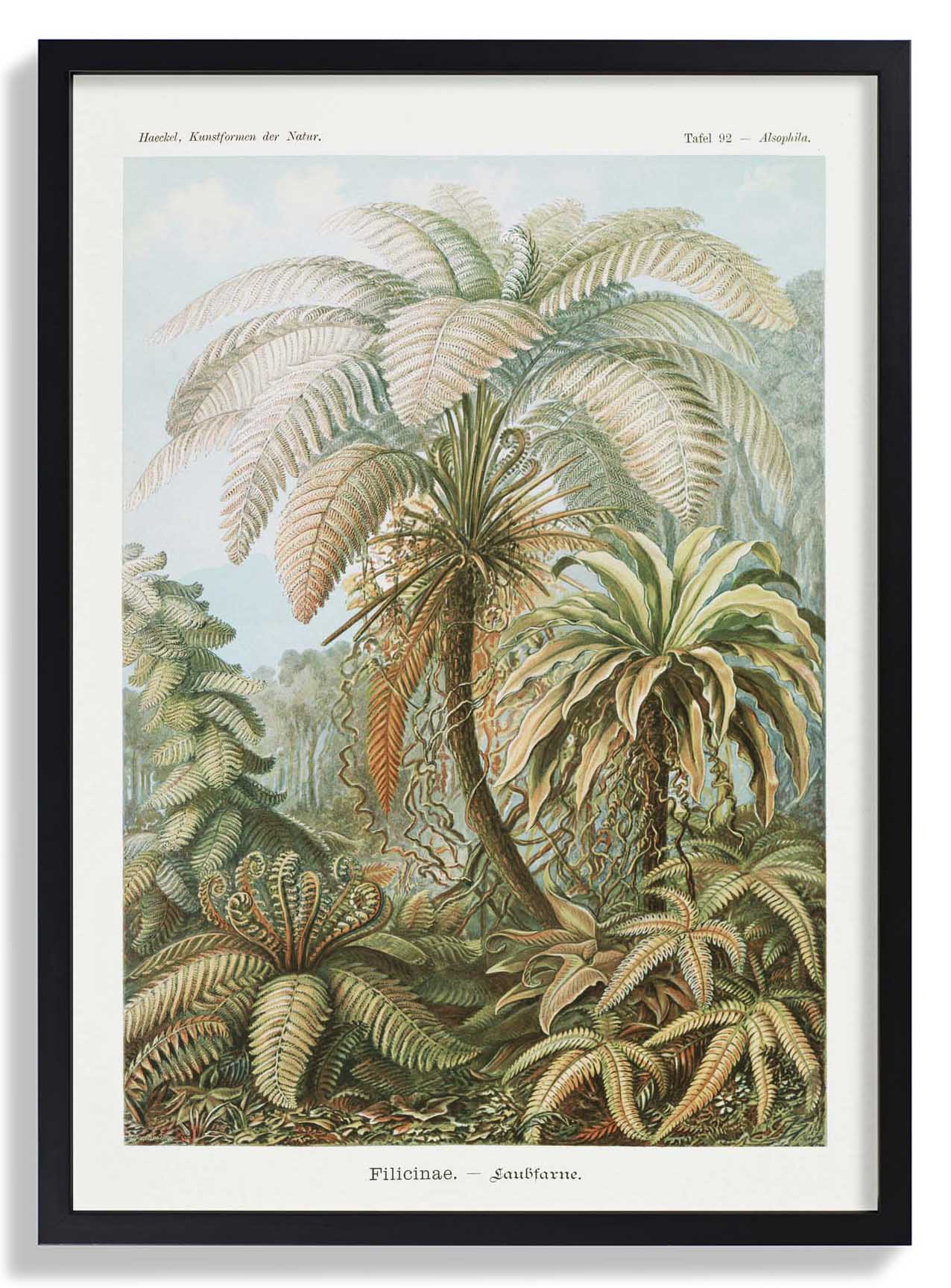 Filicinae Palmenbaum von Ernst Haeckel