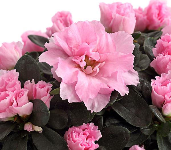 Zimmerazalee - Rhododendron simsii