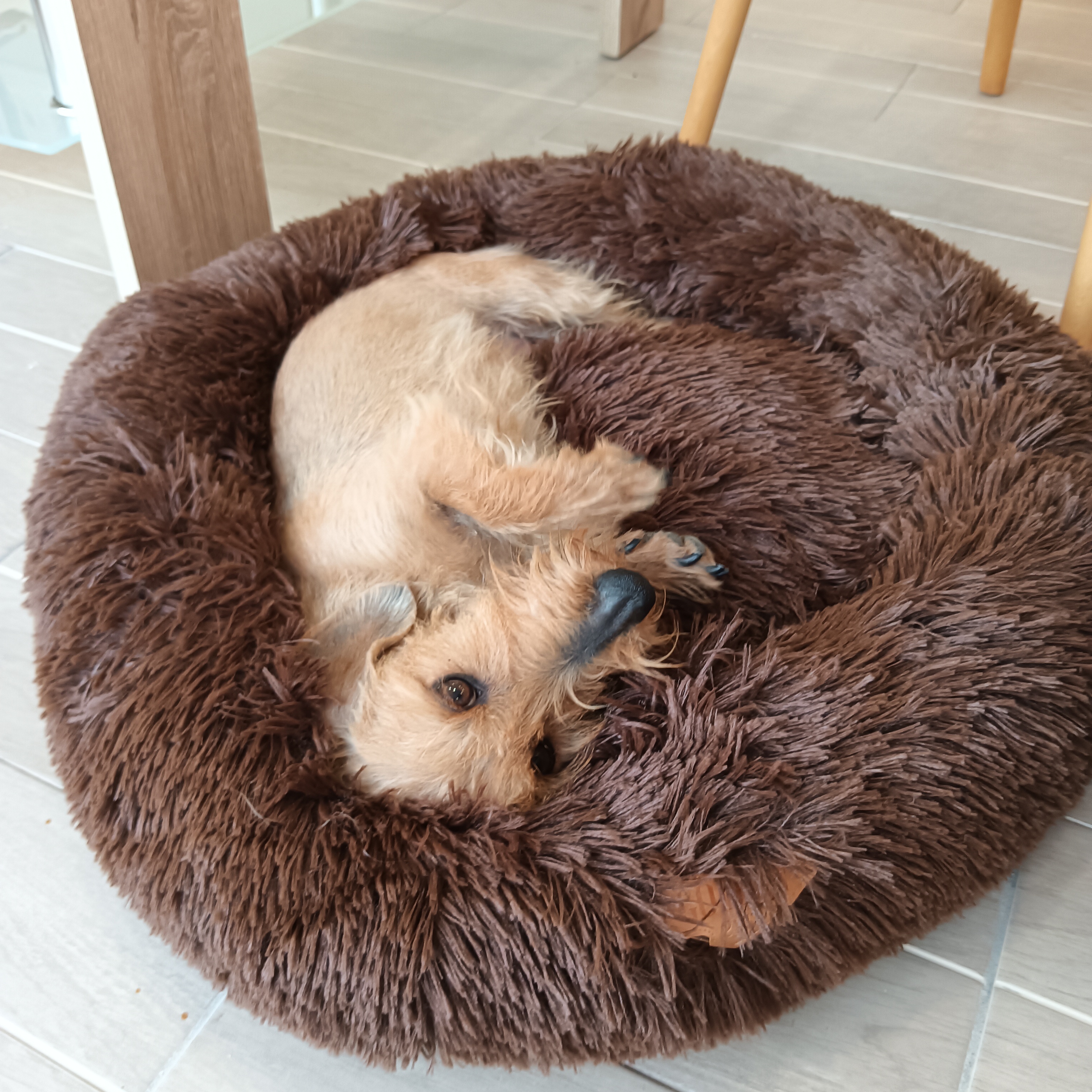 Cama em formato de donut dourada em ouro 22k para gatos e cães de pequeno porte (diâmetro 60cm)