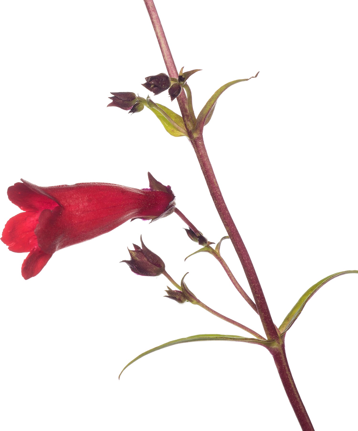Slangenkop (Penstemon 'Schoenholzeri') D 11 H 10 cm