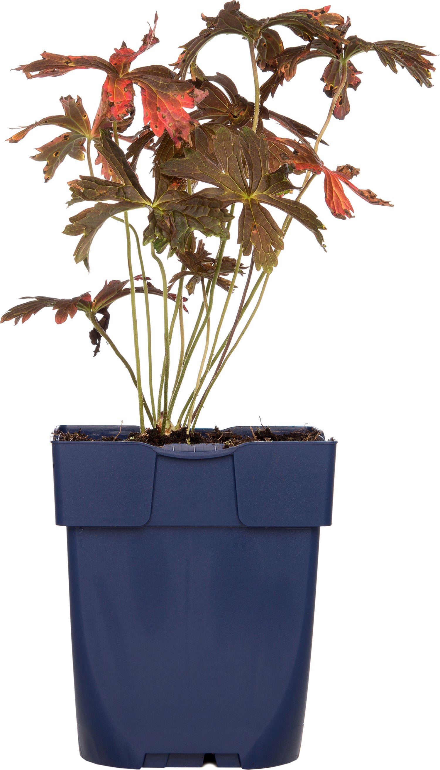 Ooievaarsbek (Geranium maculatum 'Espresso') D 9 H 15 cm
