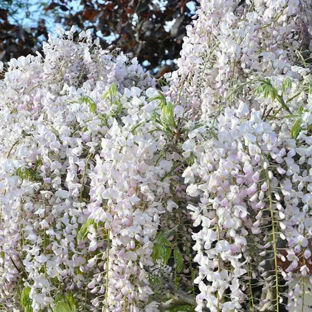 Glycine du japon rose - wisteria floribunda 1.5l