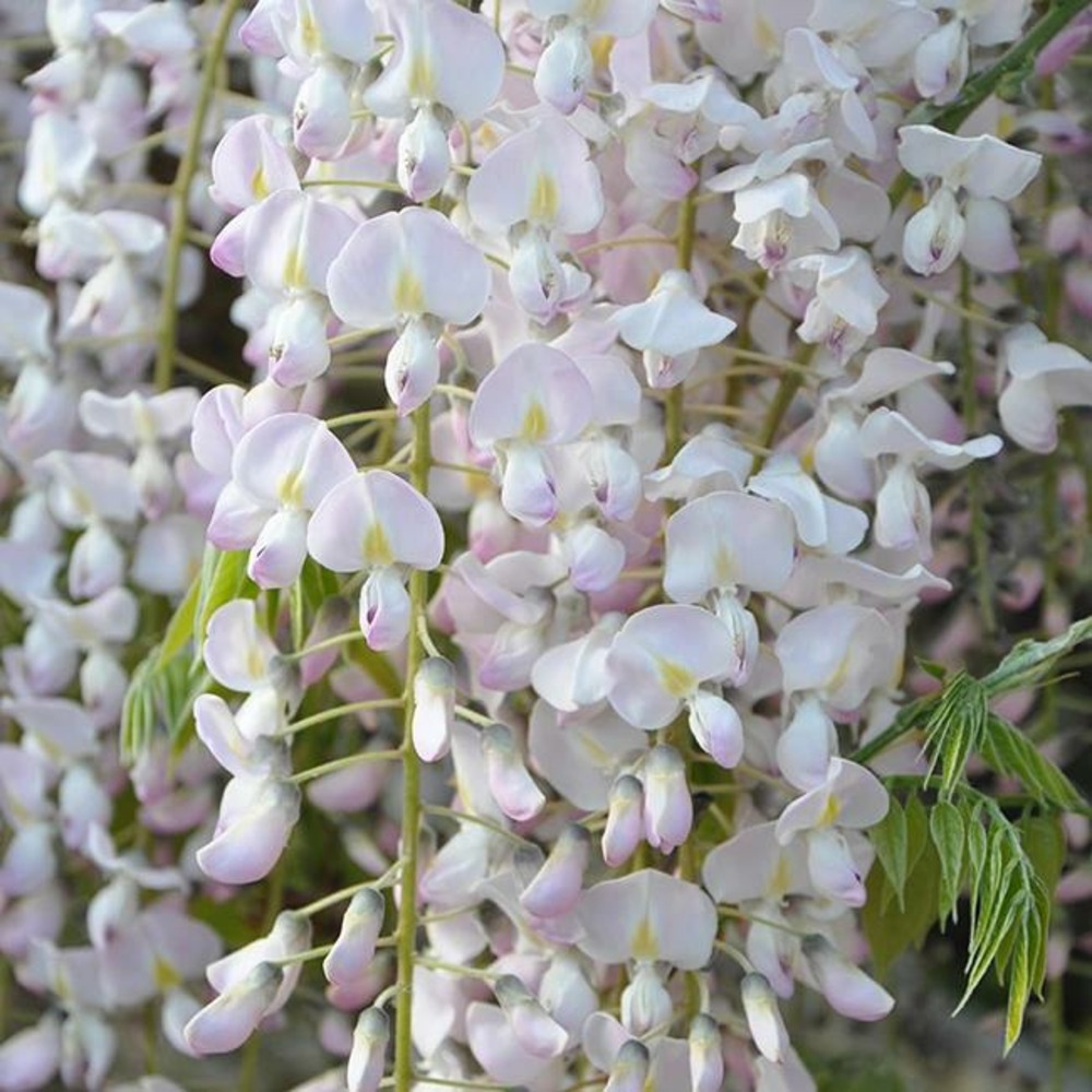 Glycine du japon rose - wisteria floribunda 1.5l