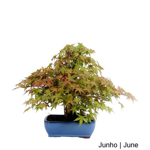 Luso Bonsai Acer Palmatum Deshojo Bonsai de 40 anos - 51762B