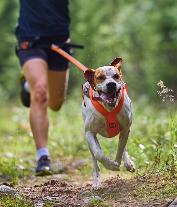 Non-stop dogwear Hunde-Zuggeschirr Freemotion