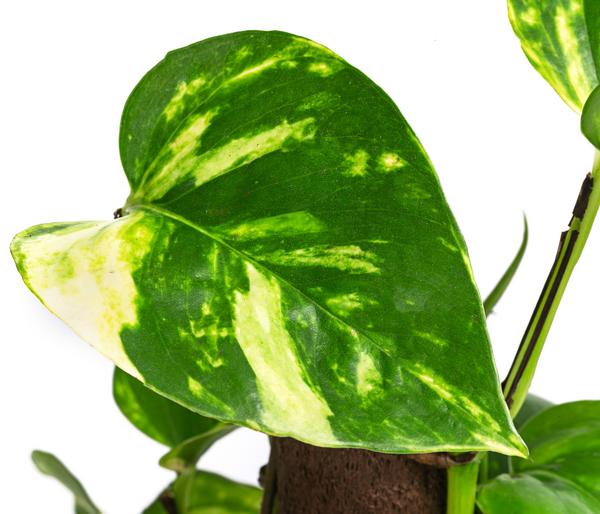 Efeutute - Epipremnum aureum am Kratistestab