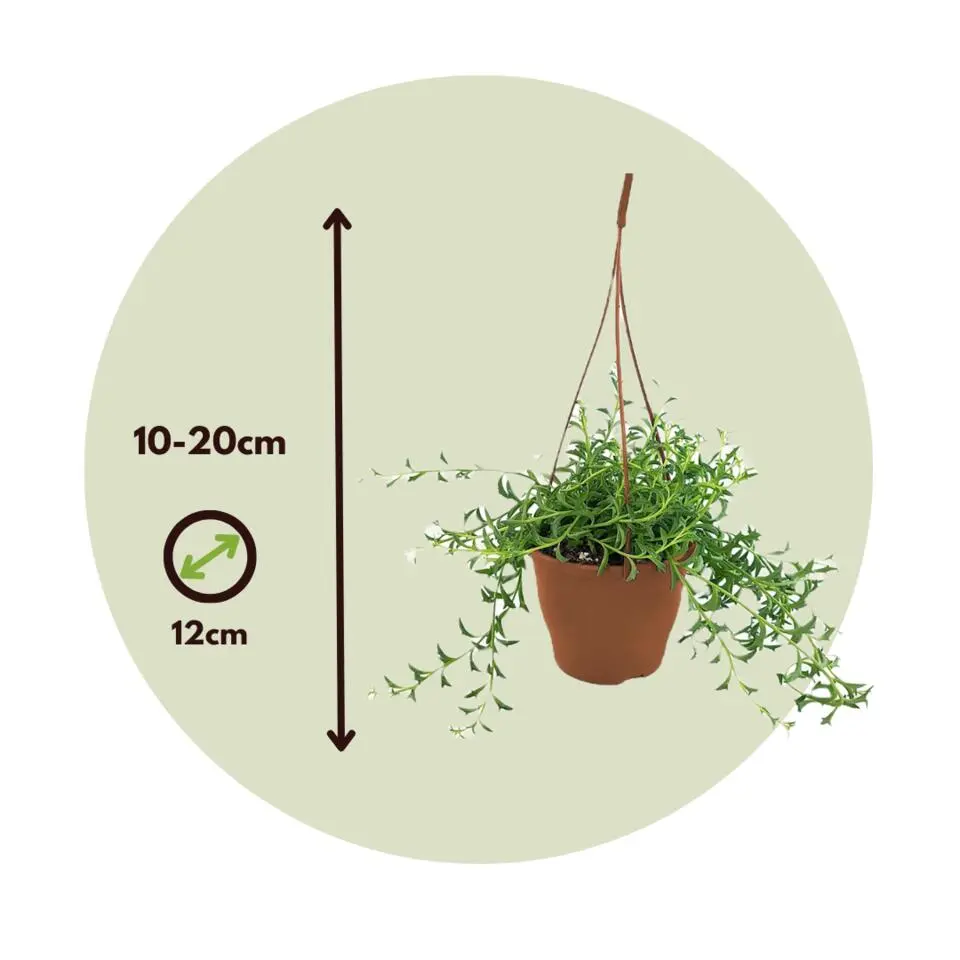 Dolfijnenplant - Senecio peregrinus - Hoogte 10-20cm - ⌀12cm