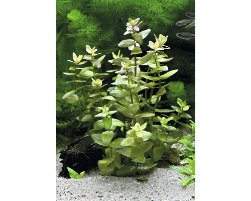 Grootbladige Bacopa - Bacopa carolineana