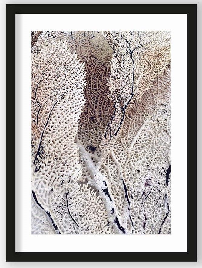 Art Print Curly Soft Coral