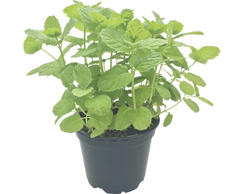 Biologische Mojito Mint FloraSelf Organic Mentha 'Mojito' H 10-20 cm Ø 12 cm pot