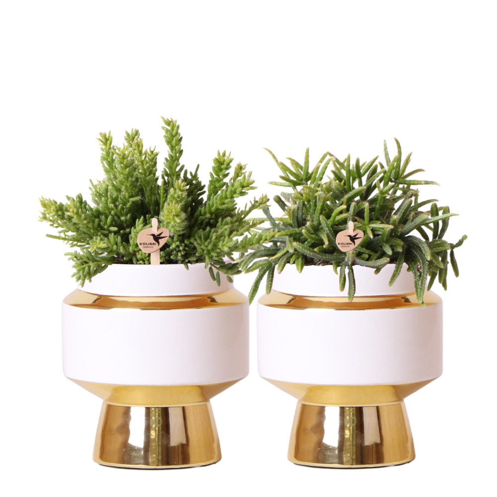 Verts colibri | lot de 2 plantes rhipsalis en pots décoratifs dorés le chic - pot céramique taille 9cm