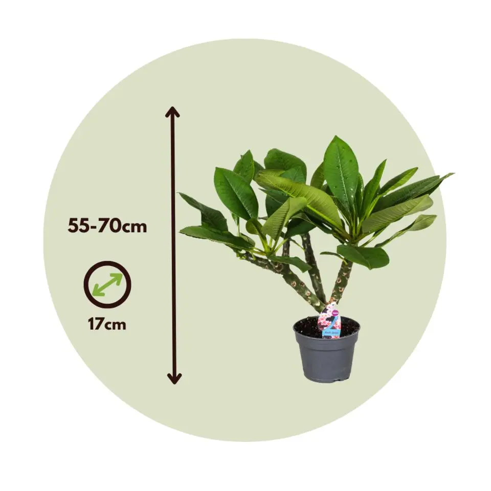 Frangipani wit - Plumeria rubra 'White' - Hoogte 55-70cm - ⌀17cm