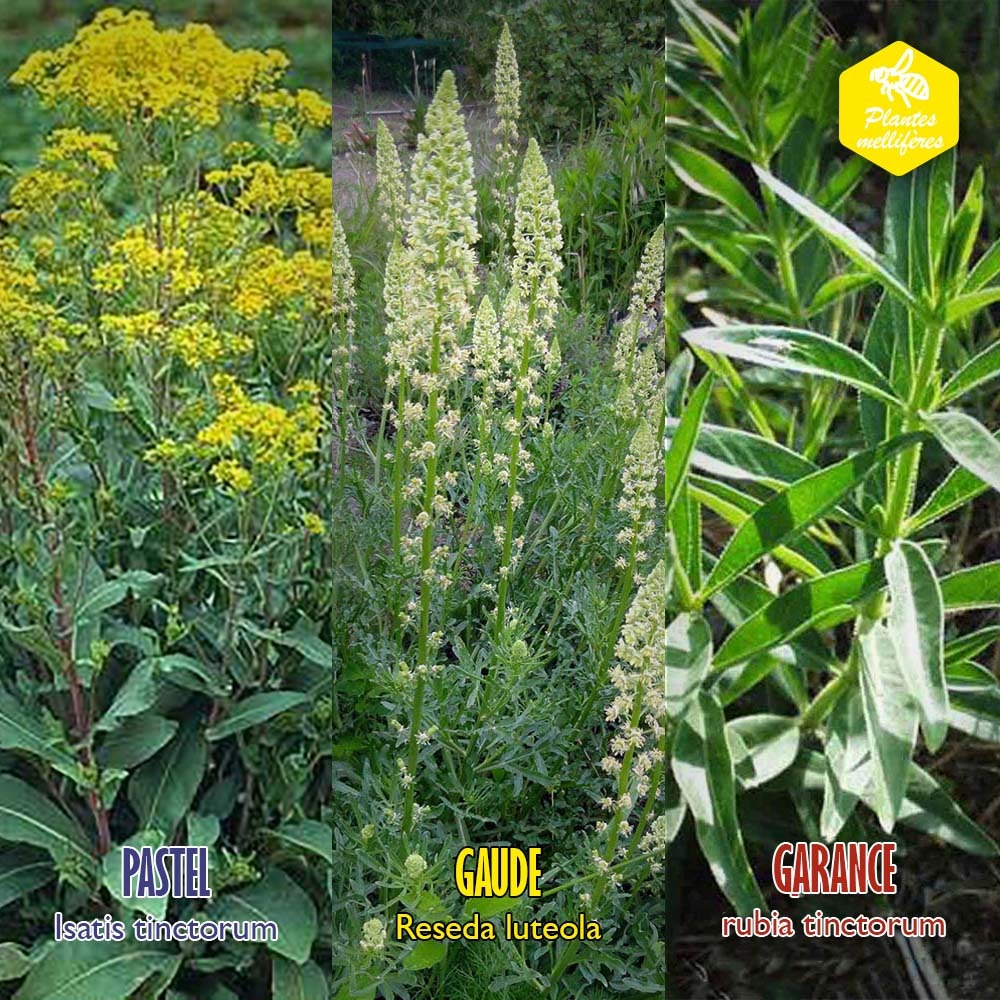 Coffret de semences tinctoriales colorants primaires