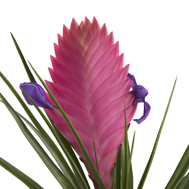 Bromélia, assortiment, pot 9cm