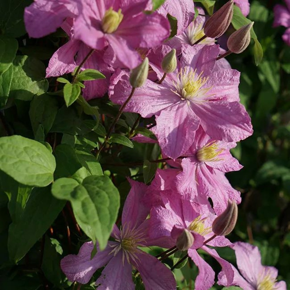 Clématite 'comtesse de bouchaud' - clematis 1,5l