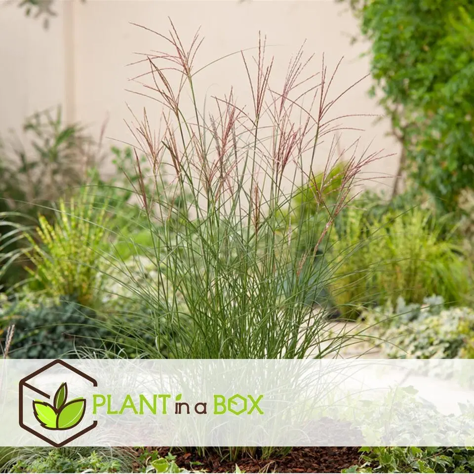 Prachtriet - Miscanthus sinensis 'Kleine Silberspinne - Hoogte 20-30cm - ⌀23cm