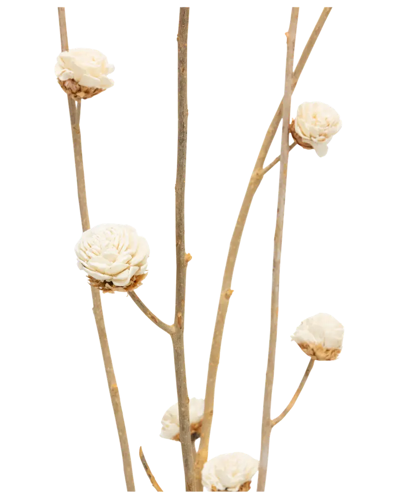 Tørret softwood blomster - assorterede varianter