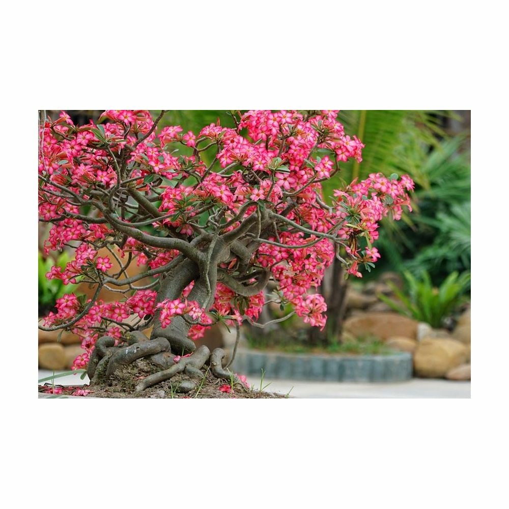 Terreau pour bonsaïs 3kg (lot de 3)