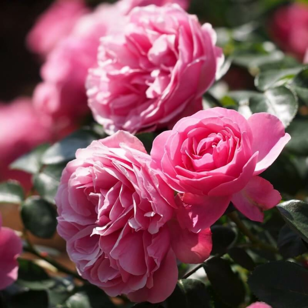 Rosier 'léonard de vinci®' -