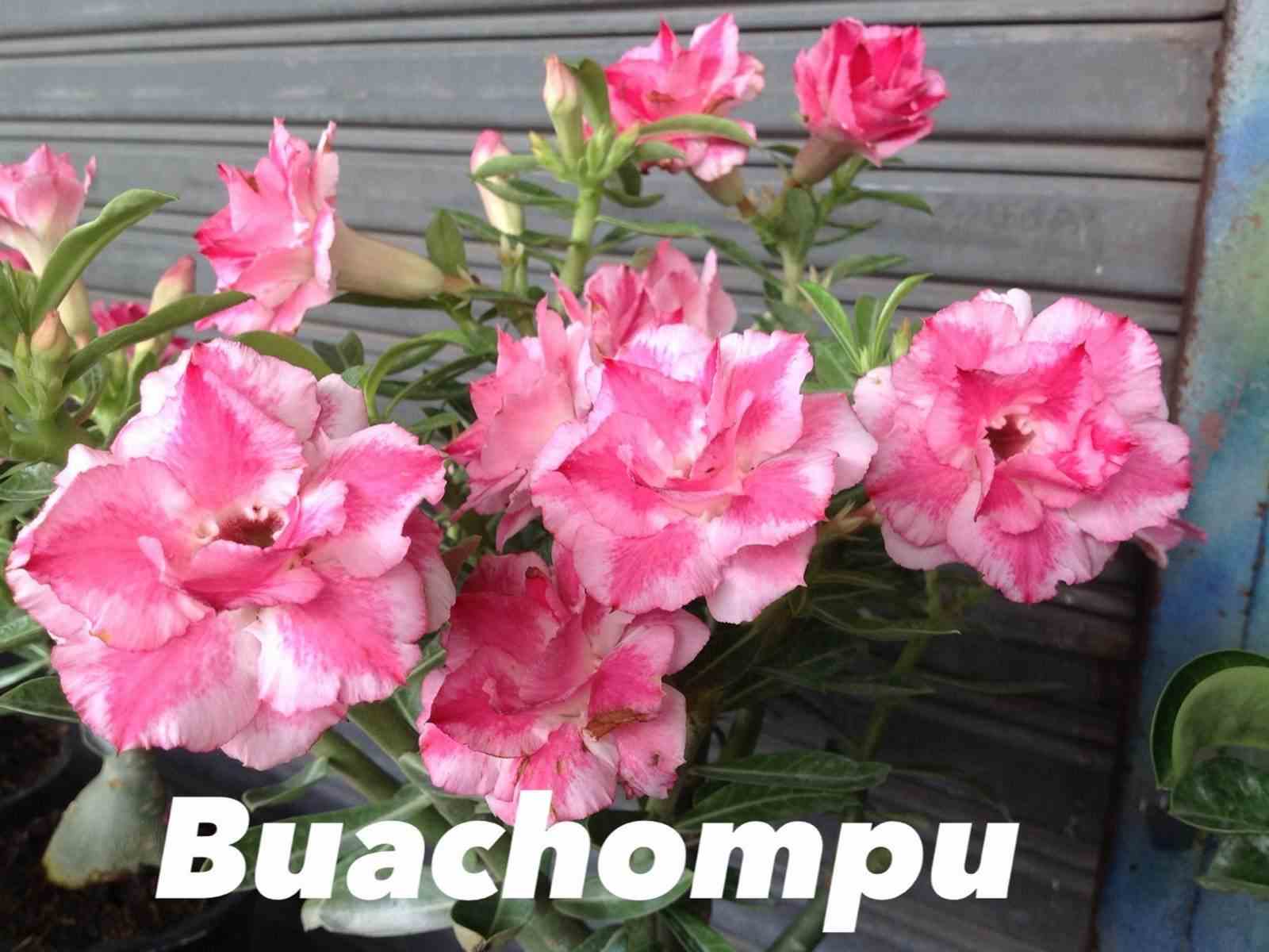 Adenium obesum cv.bauchompu rose - taille caudex d'environ 2000g 25/30cm très gros caudex