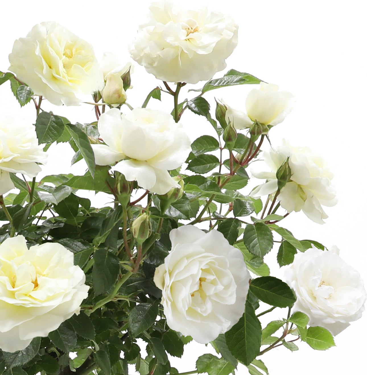 Struikroos (Rosa 'White Meilove') D 19 H 10 cm
