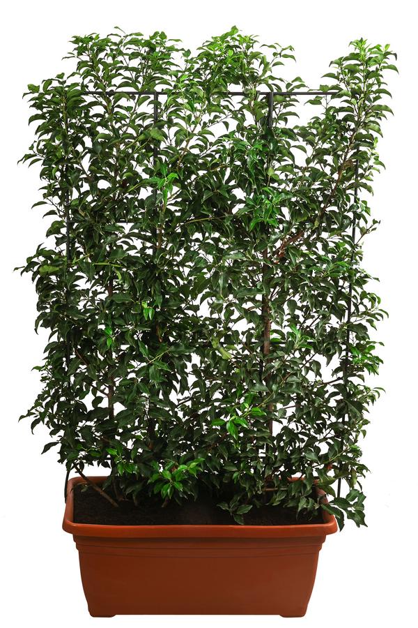 Portugiesischer Kirschlorbeer 'Brenelia', ca.
