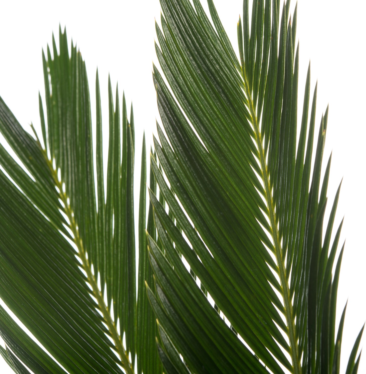 Varenpalm (Cycas revoluta) D 14 H 50 cm