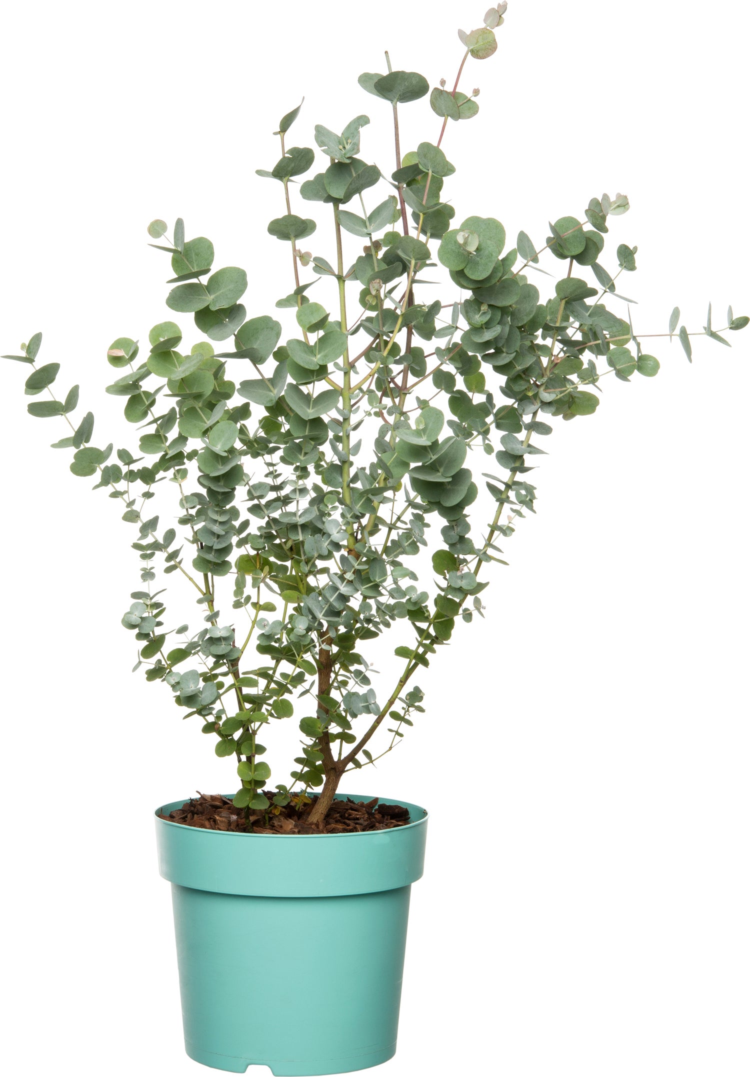 Gomboom (Eucalyptus gunnii 'Azura') D 17 H 25 cm