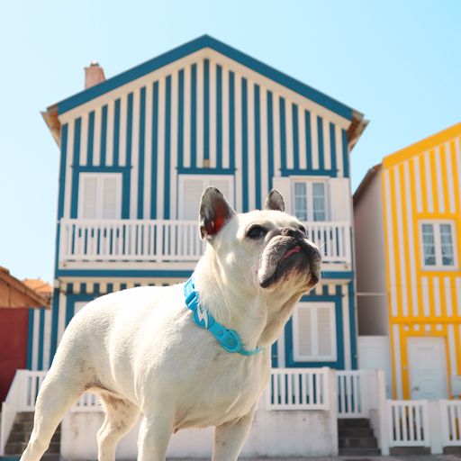 Coleira para cães Dashi Colorflex Azul em TPU