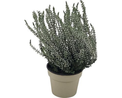 Heide (Calluna vulgaris) in gekleurde potten, Ø 10 cm