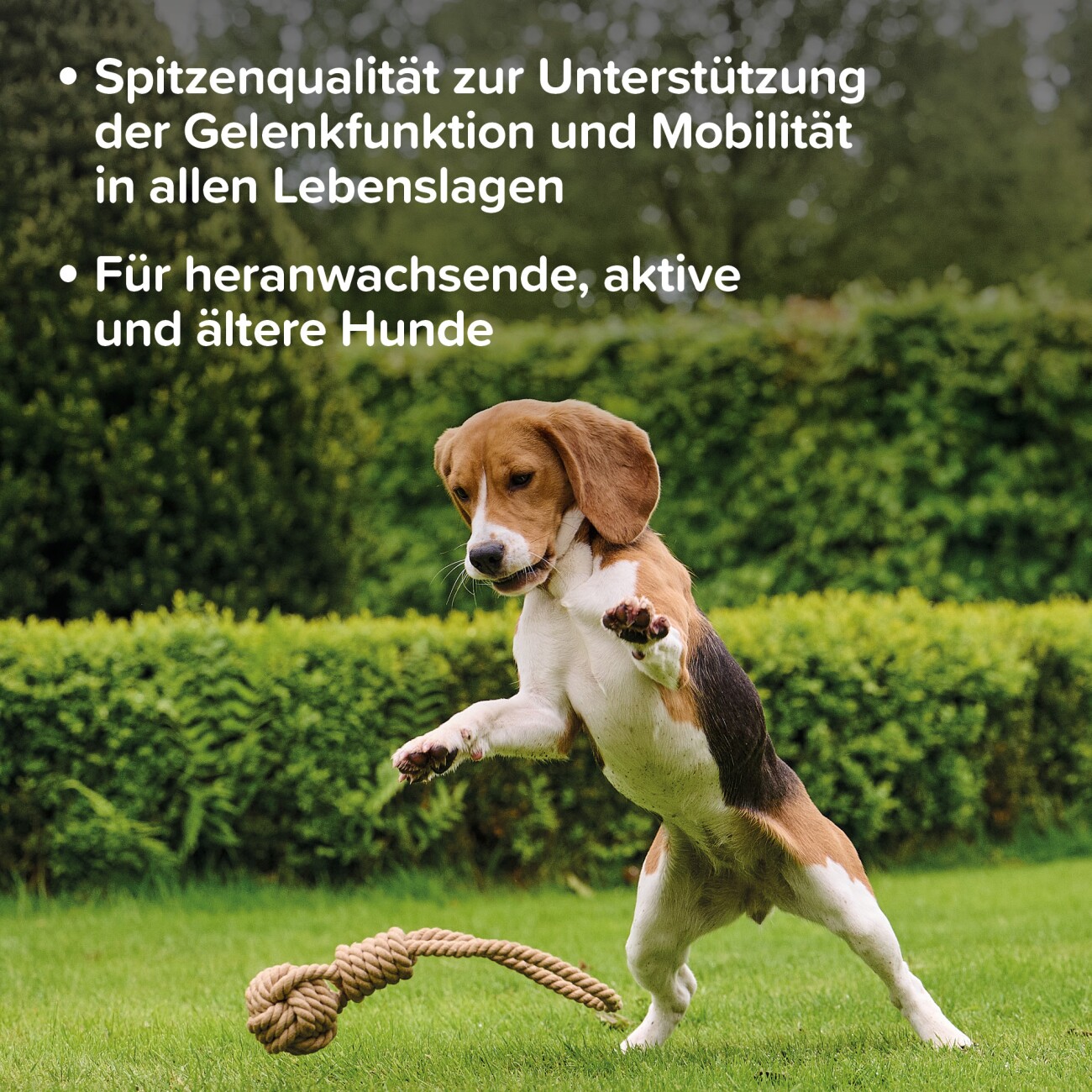 Beaphar Flexifit Snacks Hund Chews 175 g