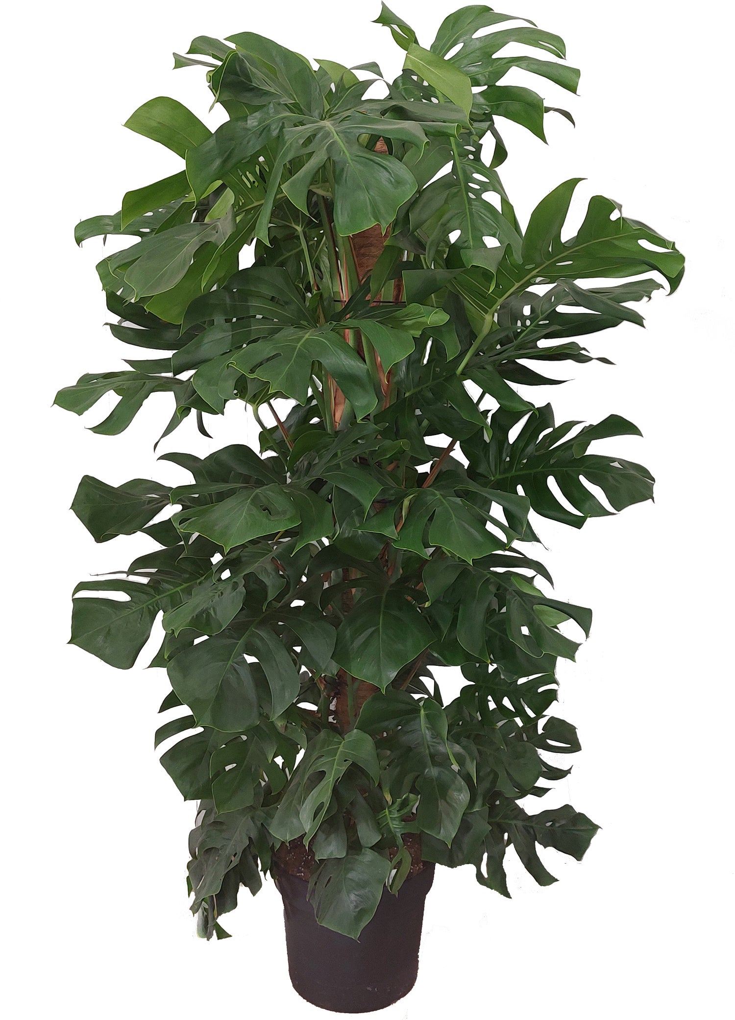 Gatenplant met mosstok (Monstera pertusum) D 33 H 180 cm