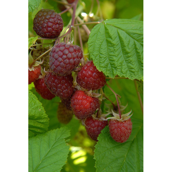 Framboisier 'Willamette' : pot de 1,5 litres
